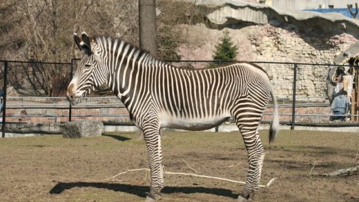 Греви зебралары туралы 15 қызықты мәліметтер