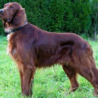 Ирландия сеттерлері туралы 29 қызықты мәліметтер