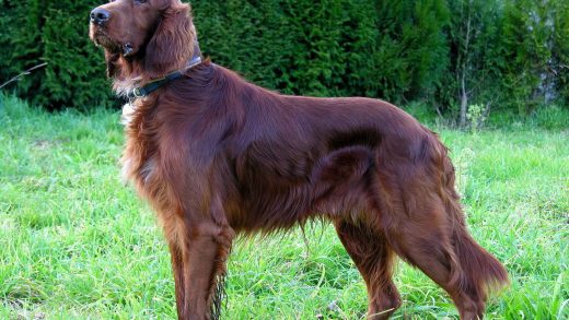 29 интересных фактов об ирландских сеттерах