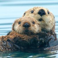 Каландар туралы 20 қызықты мәліметтер