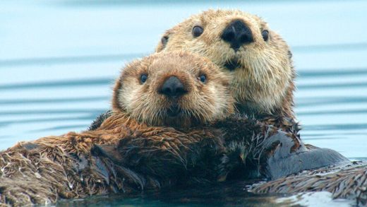 Каландар туралы 20 қызықты мәліметтер