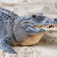 Крокодилдер туралы 21 қызықты мәліметтер