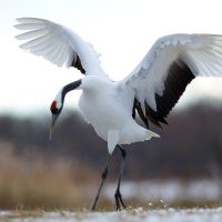 Маньчжур тырналары туралы 15 қызықты мәліметтер