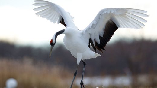 Маньчжур тырналары туралы 15 қызықты мәліметтер