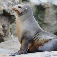 Монах тюленьдері туралы 31 қызықты мәліметтер