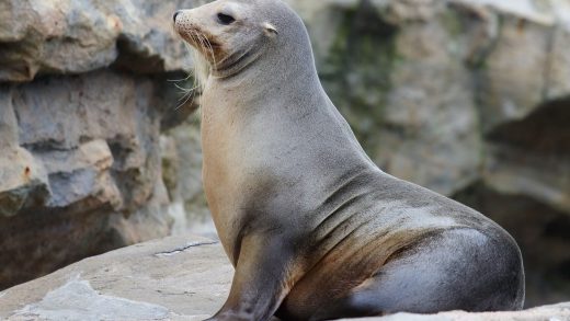 Монах тюленьдері туралы 31 қызықты мәліметтер