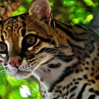 Оцелоттар туралы 33 қызықты мәліметтер