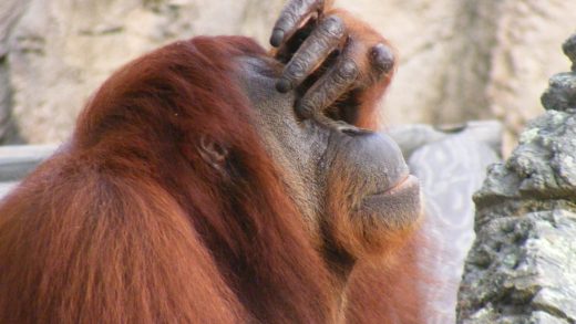 18 интересных фактов об орангутанах