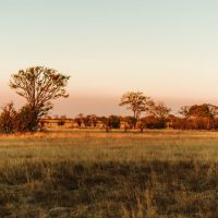Саванна мысықтары туралы 30 қызықты мәліметтер