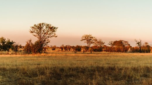 30 интересных фактов о саваннах