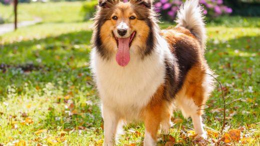 Шелти тұқымдас иттер туралы 32 қызықты мәліметтер