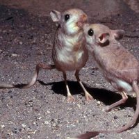 Шөл тышқандары туралы 17 қызықты мәліметтер