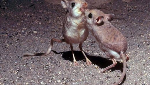 17 интересных фактов о пустынных тушканчиках