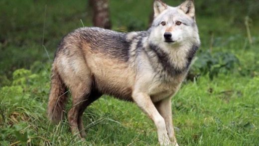 28 интересных фактов о серых волках