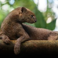 Ягуарунди туралы 24 қызықты мәліметтер