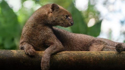 24 интересных факта о ягуарунди