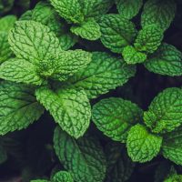 30 интересных фактов о мяте