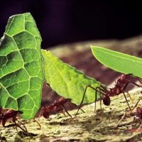 Жапырақкескіш құмырсқалар туралы 23 қызықты мәліметтер