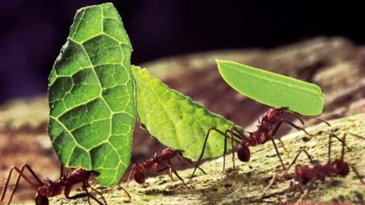 23 интересных факта о муравьях-листорезах