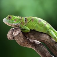 Жасыл игуаналар туралы 23 қызықты мәліметтер