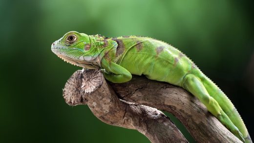 Жасыл игуаналар туралы 23 қызықты мәліметтер