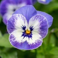 Анютиның көздері (фиалка түрі) туралы 31 қызықты мәліметтер