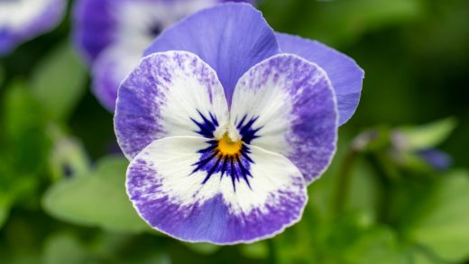 Анютиның көздері (фиалка түрі) туралы 31 қызықты мәліметтер