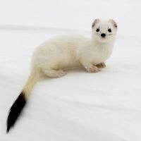 23 интересных факта о горностаях