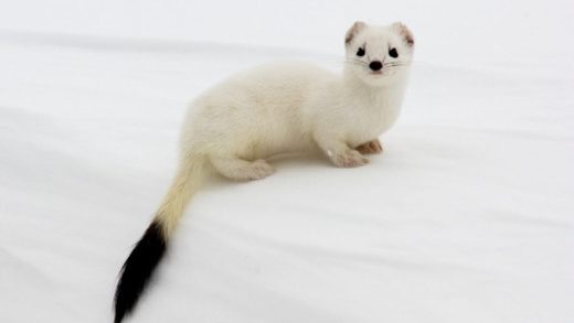 23 интересных факта о горностаях - MillionFacts KZ 9