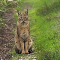 Батпақты сілеусіндер туралы 28 қызықты мәліметтер