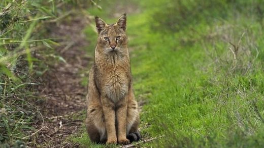 28 интересных фактов о болотных рысях