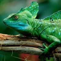 Базилиск кесірткелері туралы 35 қызықты мәліметтер