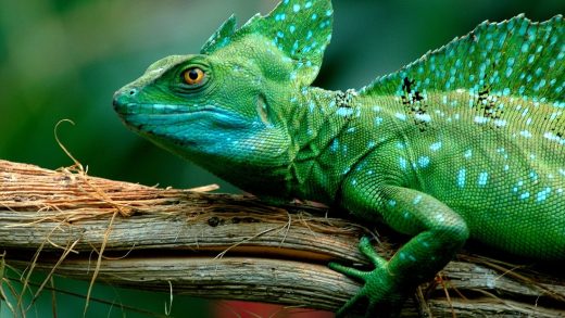 35 интересных фактов о ящерицах-базилисках