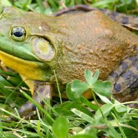 Бұқа бақалар туралы 22 қызықты мәліметтер