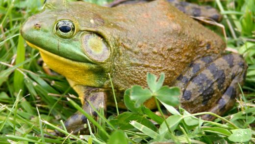 Бұқа бақалар туралы 22 қызықты мәліметтер