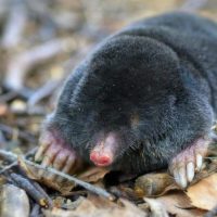 Еуропа көртышқандары туралы 15 қызықты мәліметтер