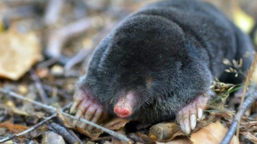 Еуропа көртышқандары туралы 15 қызықты мәліметтер