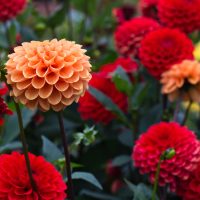 Георгин гүлдері туралы 19 қызықты мәліметтер