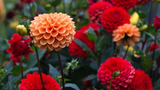 Георгин гүлдері туралы 19 қызықты мәліметтер