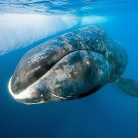 Гренландия киттері туралы 38 қызықты мәліметтер