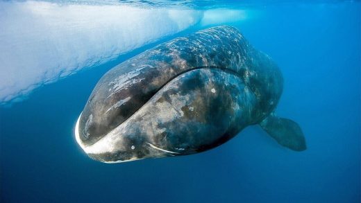 Гренландия киттері туралы 38 қызықты мәліметтер