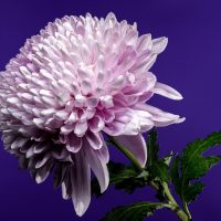 Хризантемалар туралы 26 қызықты мәліметтер