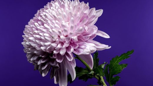 26 интересных фактов о хризантемах