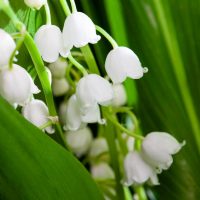 Лалагүл туралы 27 қызықты мәліметтер