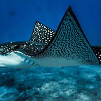 Манта скаттары туралы 32 қызықты мәліметтер
