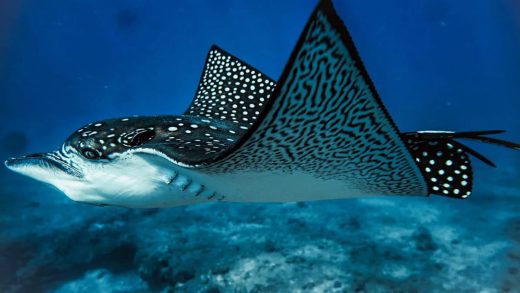 32 интересных факта о скатах-мантах
