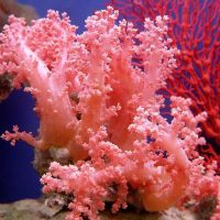 Маржан полиптері туралы 23 қызықты мәліметтер