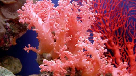 23 интересных факта о коралловых полипах - MillionFacts KZ 13