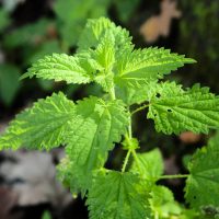 Қалақай туралы 20 қызықты мәліметтер