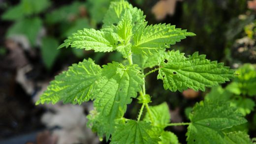 20 интересных фактов о крапиве